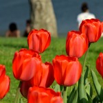 tulips in spring