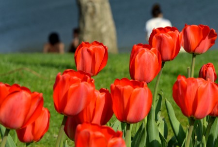 tulips in spring