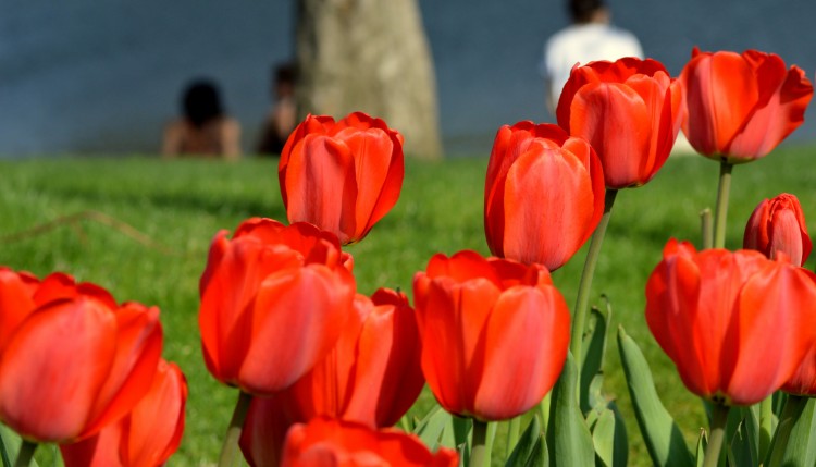 tulips in spring