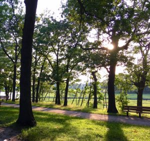 trees in a park - plant a tree to save on energy costs at home