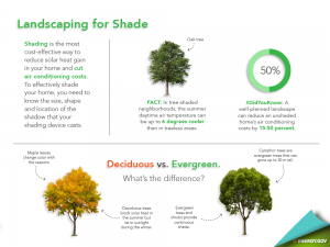 landscaping with trees infographic
