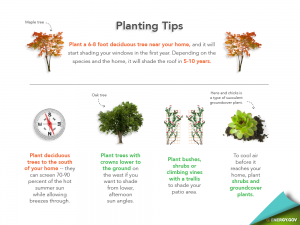 tree planting tips