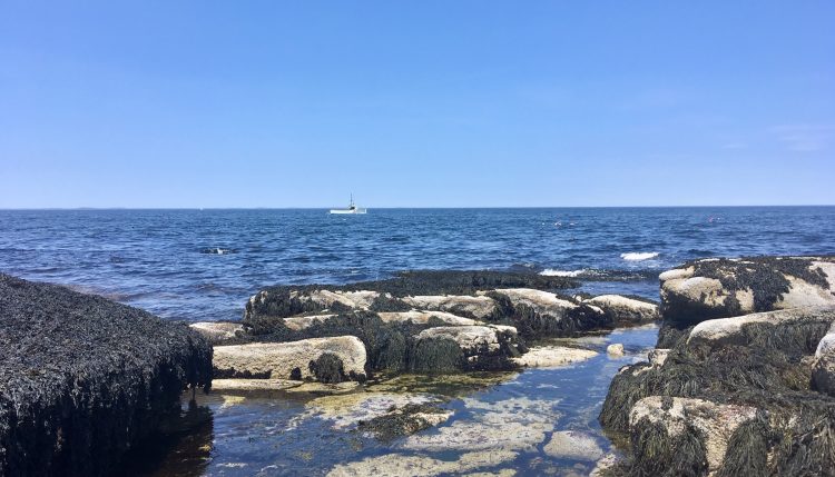 halibut point state park in rockport, mass