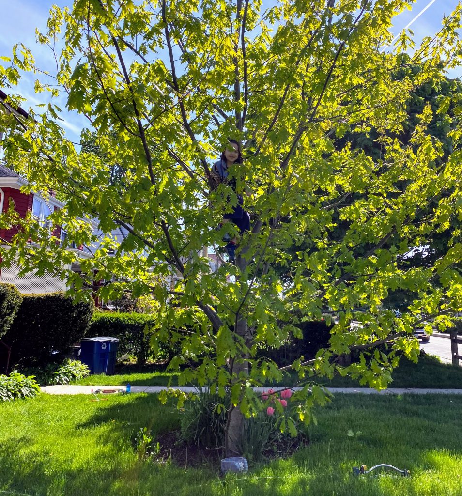 kid up in an oak tree