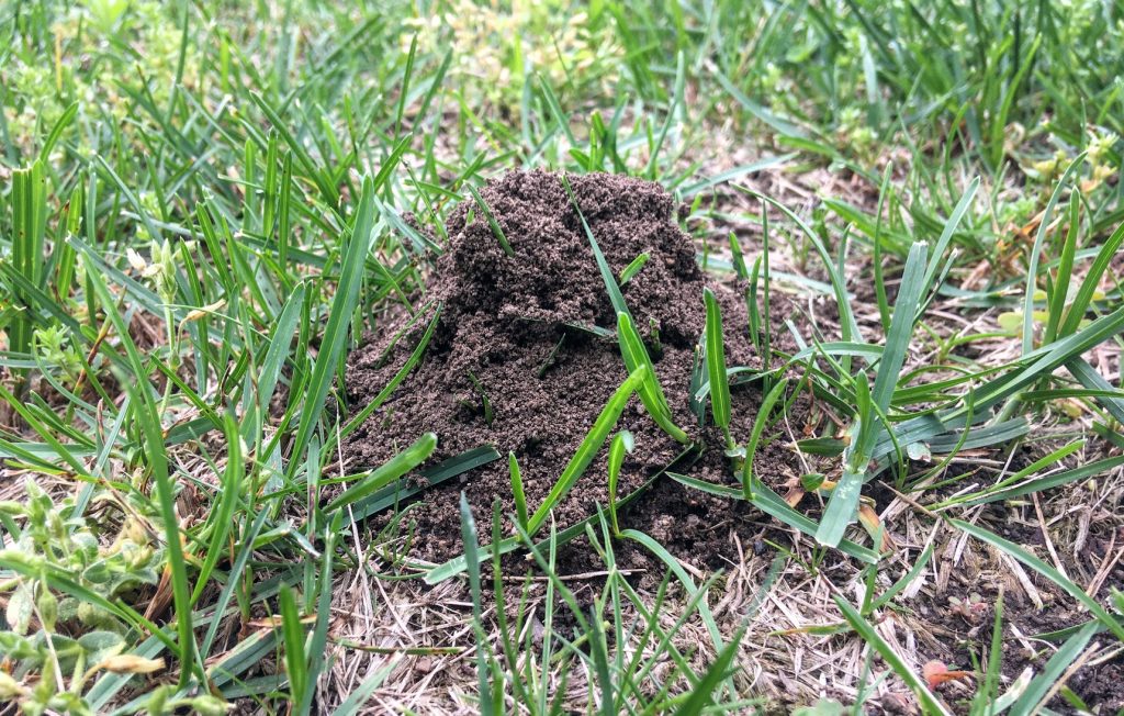 huge ant hill in yard