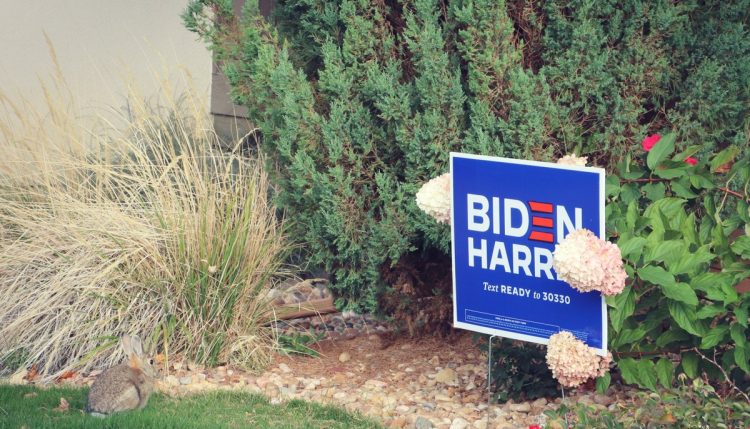 biden/harris lawn sign with rabbit nearby