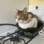 cat sitting in cast iron skillet for some reason