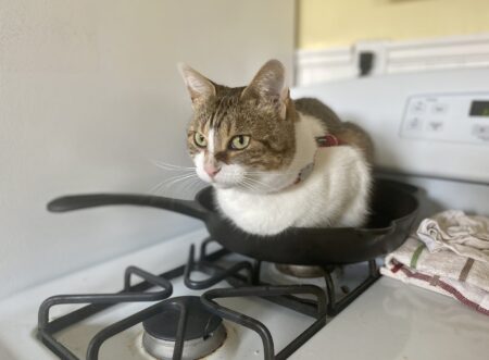 cat sitting in cast iron skillet for some reason