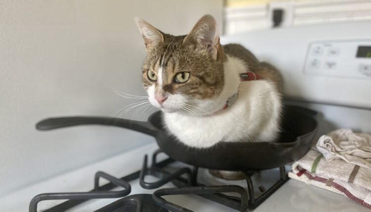 cat sitting in cast iron skillet for some reason